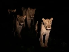 Lions in South Luangwa National Park, Zambia.