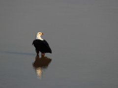 African fish eagle in South Luangwa National Park, Zambia.