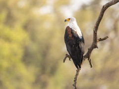 African fish eagle in South Luangwa National Park, Zambia.