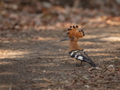 African hoopoe in South Luangwa National Park, Zambia.