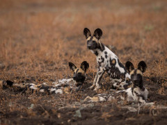 African wild dog in South Luangwa National Park, Zambia.