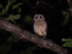 African wood owl in South Luangwa National Park, Zambia.