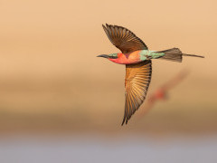 Carmine bee-eater in South Luangwa National Park, Zambia.