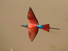 Carmine bee-eater in South Luangwa National Park, Zambia.