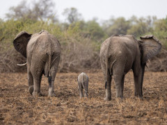 Elephants in South Luangwa National Park, Zambia.