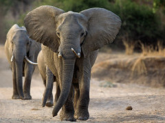 Elephant in South Luangwa National Park, Zambia.