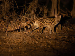 Genet in South Luangwa National Park, Zambia.