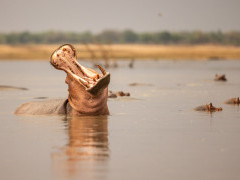 Hippo in South Luangwa National Park, Zambia.