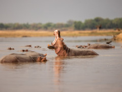 Hippo in South Luangwa National Park, Zambia.