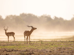Impala in South Luangwa National Park, Zambia.