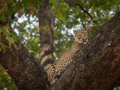 Leopard in South Luangwa National Park, Zambia.