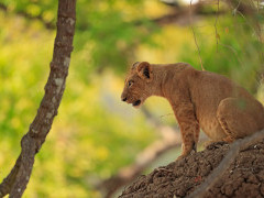 Lion cub in South Luangwa National Park, Zambia.