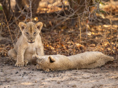 Lion cub in South Luangwa National Park, Zambia.