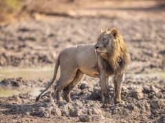 Lion in South Luangwa National Park, Zambia.