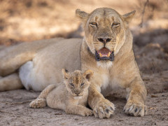Lioness & cub in South Luangwa National Park, Zambia.