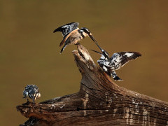 Pied kingfisher in South Luangwa National Park, Zambia.