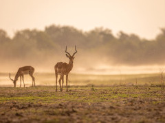 Impala in South Luangwa National Park, Zambia.
