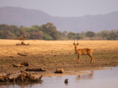 Puku in South Luangwa National Park, Zambia.