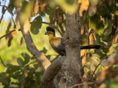 Purple turaco in South Luangwa National Park, Zambia.