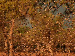 Red-billed quelea in South Luangwa National Park, Zambia.