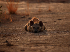 Spotted hyena in South Luangwa National Park, Zambia.