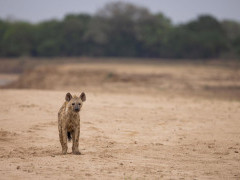 Spotted hyena in South Luangwa National Park, Zambia.