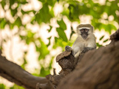 Vervet monkey in South Luangwa National Park, Zambia.
