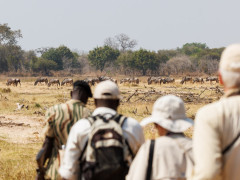 Walking safari in South Luangwa National Park, Zambia.
