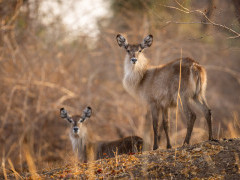 Waterbuck in South Luangwa National Park, Zambia.