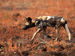 Wild dog in South Luangwa National Park, Zambia.