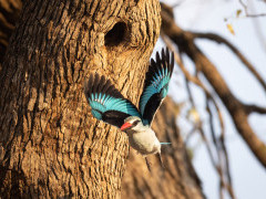 Woodland kingfisher in South Luangwa National Park, Zambia.