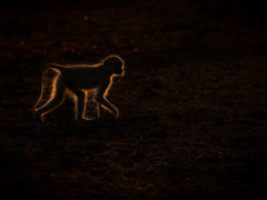Yellow baboon in South Luangwa National Park, Zambia.