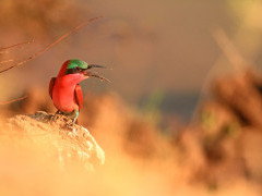 Carmine bee-eater in South Luangwa National Park, Zambia.