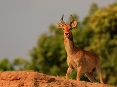 Puku in South Luangwa National Park, Zambia.
