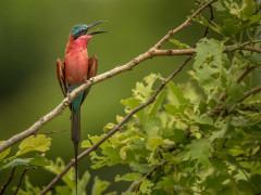 Southern carmine bee-eater in South Luangwa National Park, Zambia.