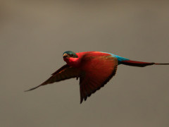 Southern carmine bee-eater in South Luangwa National Park, Zambia.