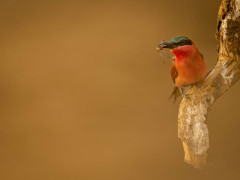 Southern carmine bee-eater in South Luangwa National Park, Zambia.