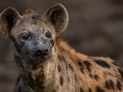 Spotted hyena in South Luangwa National Park, Zambia.