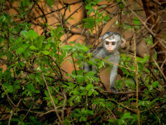 Vervet monkey in South Luangwa National Park, Zambia.
