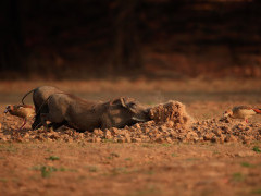 Warthog in South Luangwa National Park, Zambia.