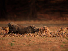 Warthog in South Luangwa National Park, Zambia.