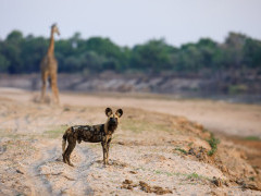 Wild dog and giraffe in South Luangwa National Park, Zambia.