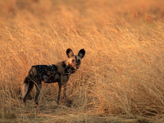 Wild dog in South Luangwa National Park, Zambia.