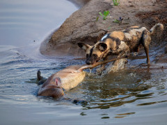 Wild dog & kill in South Luangwa National Park, Zambia.