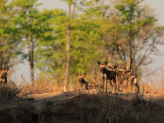 Wild dog pack in South Luangwa National Park, Zambia.