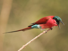 Carmine bee-eater in South Luangwa, Zambia