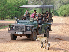 Leopard and safari vehicle in South Luangwa, Zambia