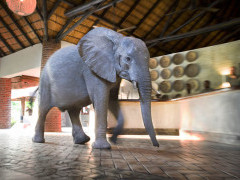Elephant in South Luangwa, Zambia