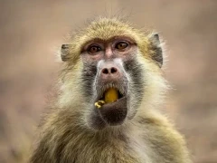 Yellow baboon in South Luangwa National Park, Zambia.