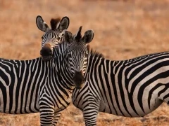 Zebra in South Luangwa National Park, Zambia.